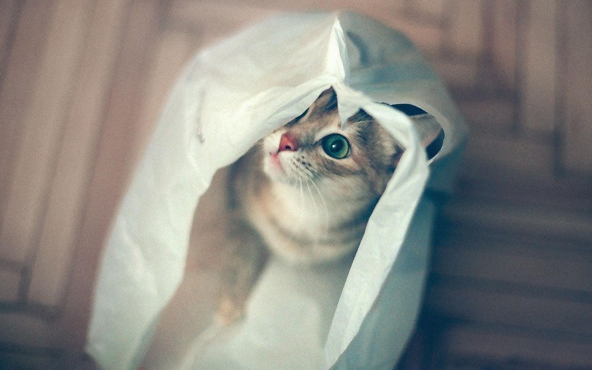 Котенок в пакете