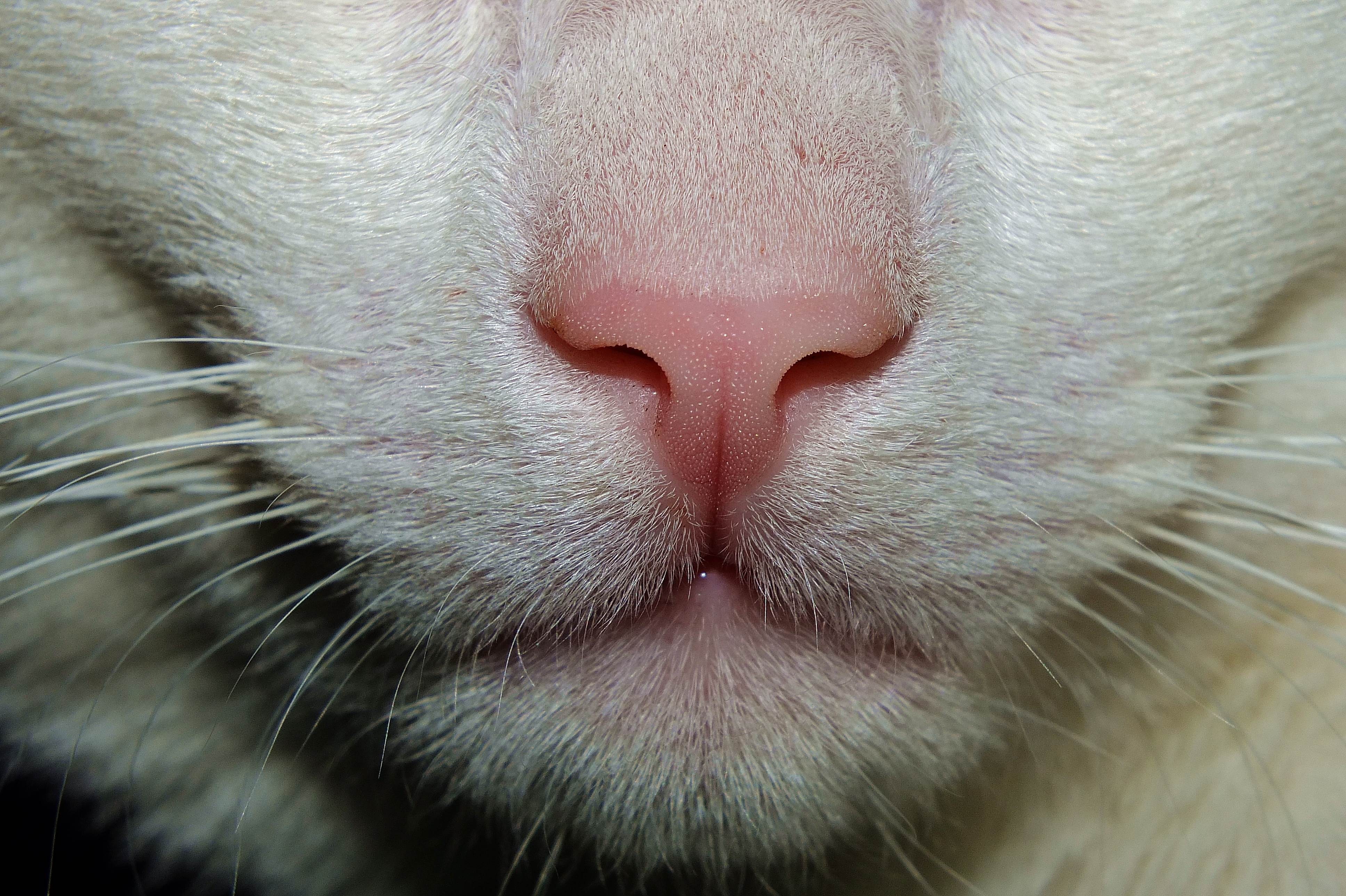 Кошка ест нос. Калицивироз (эозинофильная гранулема). Эозинофильная гранулема у кошек. Кальцивироз (эозинофильная гранулема). Носики котов.