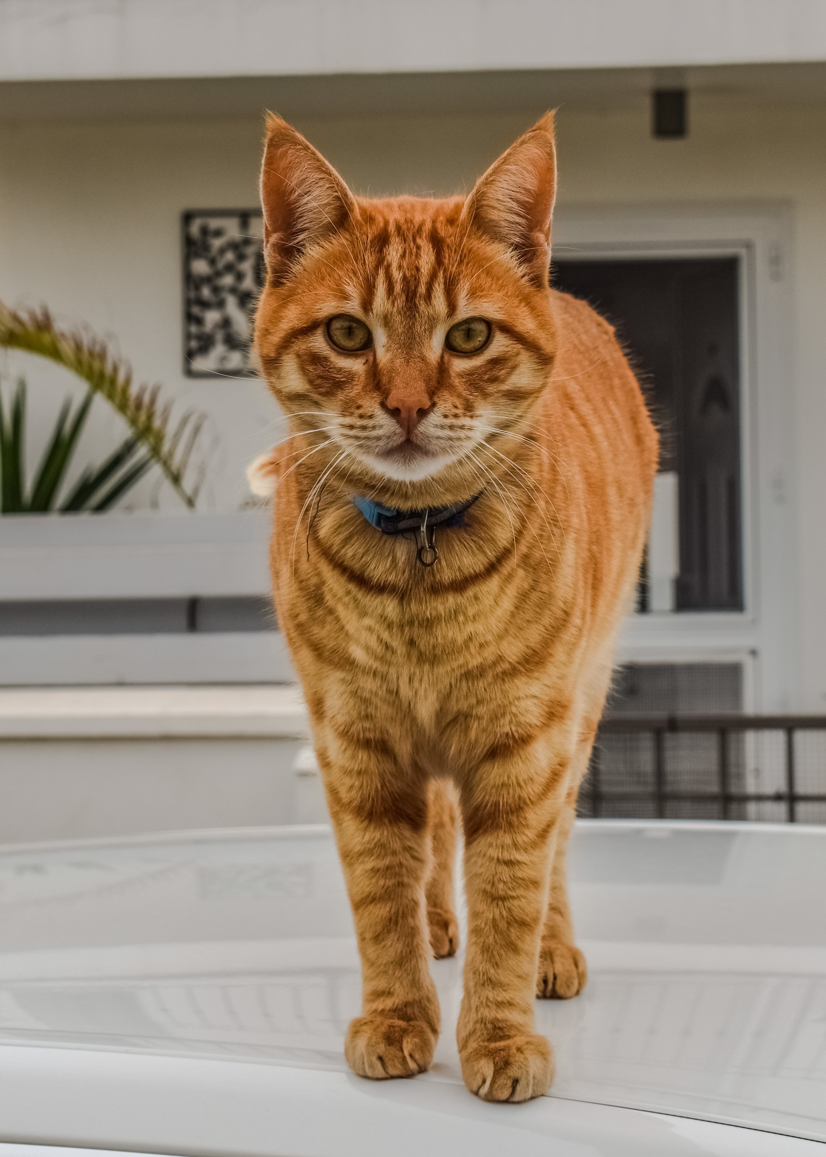 Порода кошек с рыжей шерстью. Европейская короткошерстная табби рыжий. Тигровый макрелевый табби рыжий. Европейский короткошерстный кот рыжий. Европейская короткошерстная кошка рыжая.