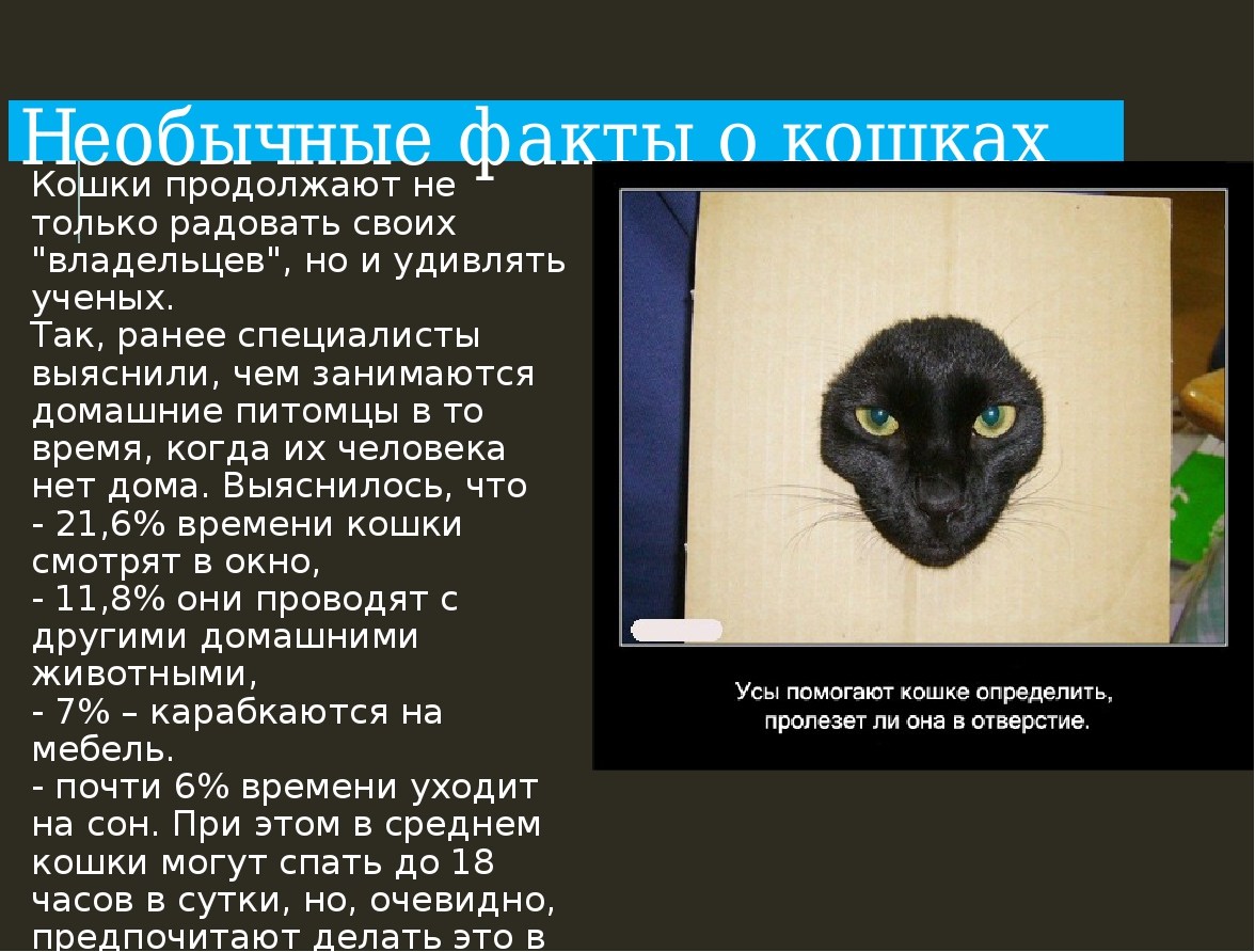 Продолжи котенка. Факты о кошках. Факт. Кошки интересное. Интересное о кошках для детей.