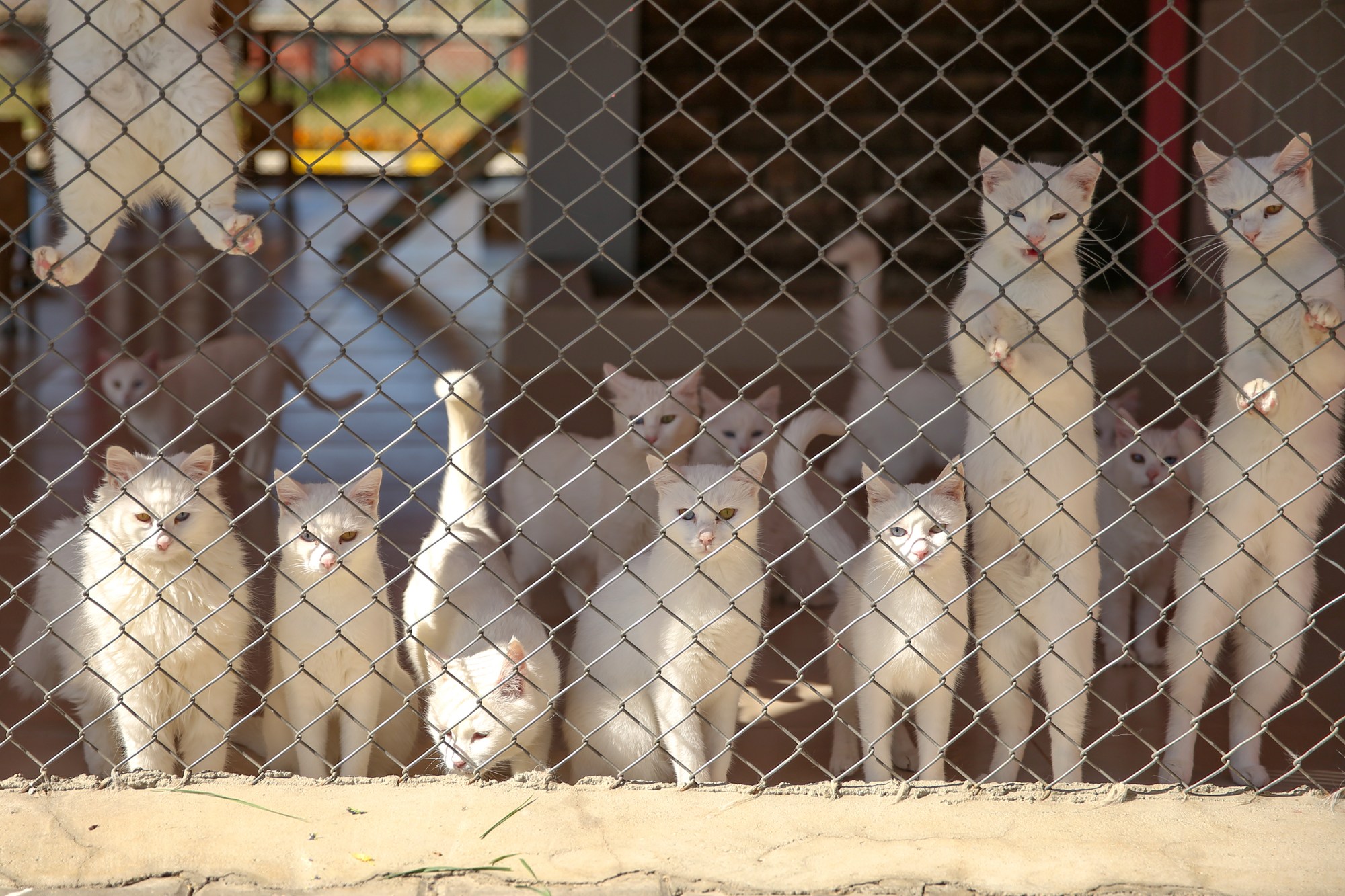 Разведение котят. Разведение кошек. Размножение кошек. Разводить кошек. Профессия по разведению кошек.