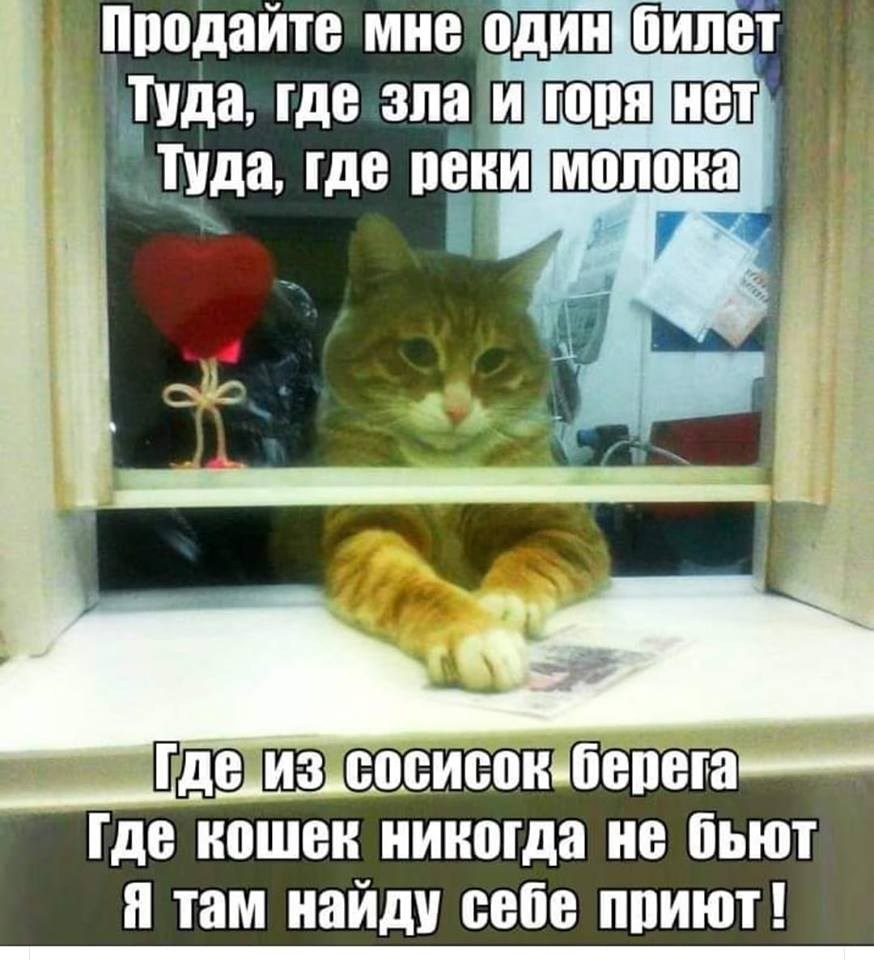 Кошки юмор