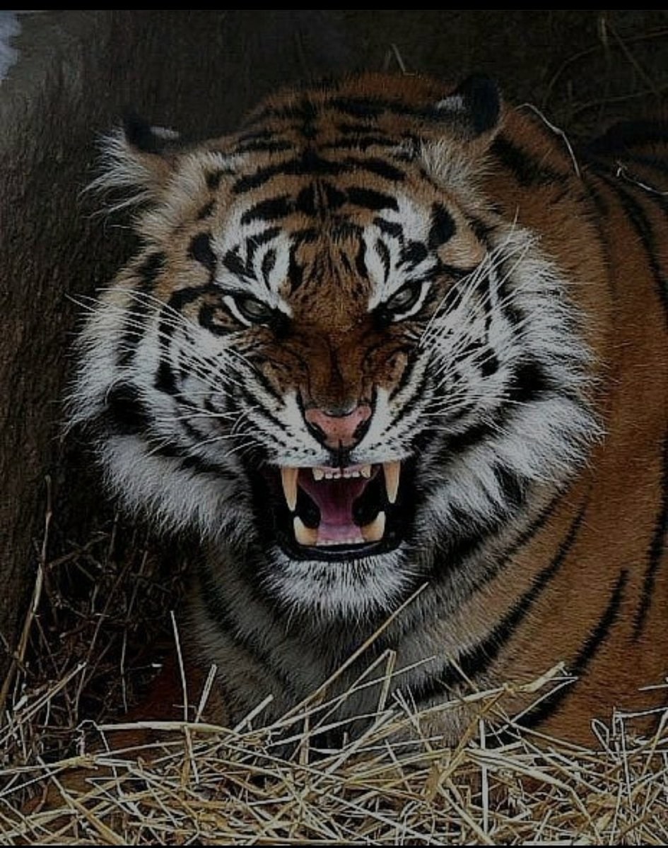 Тигр Злой Красивый