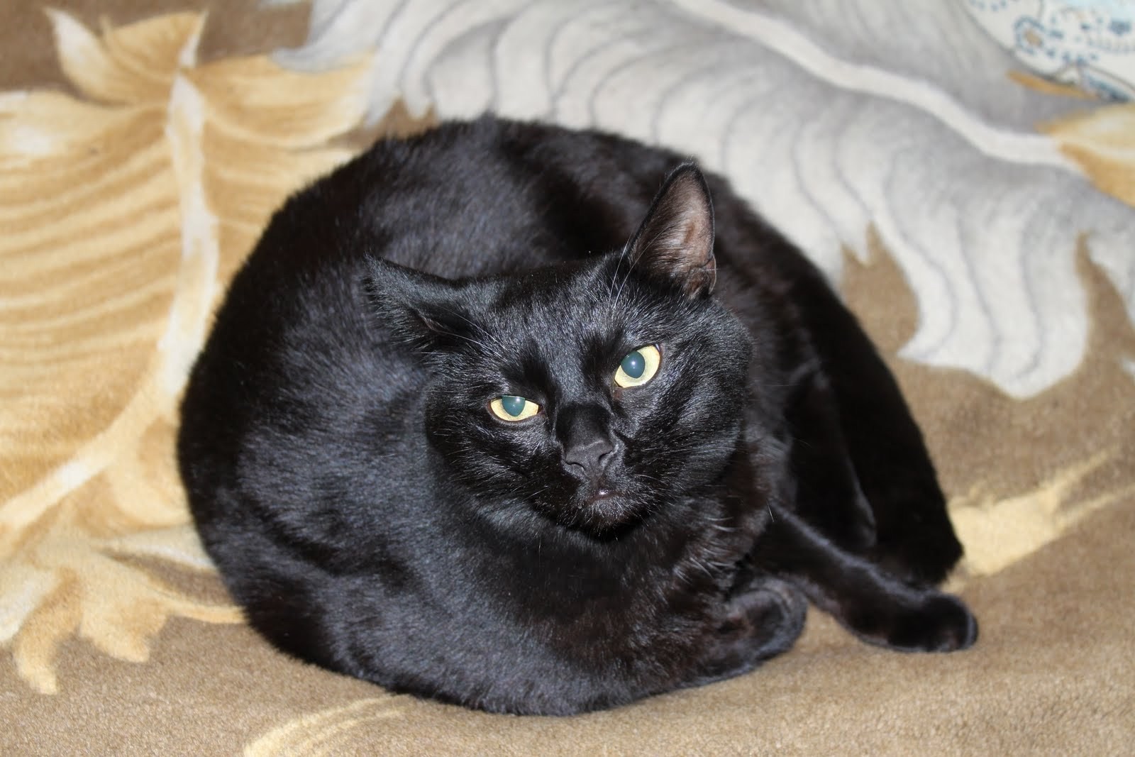 Пухлый черный кот