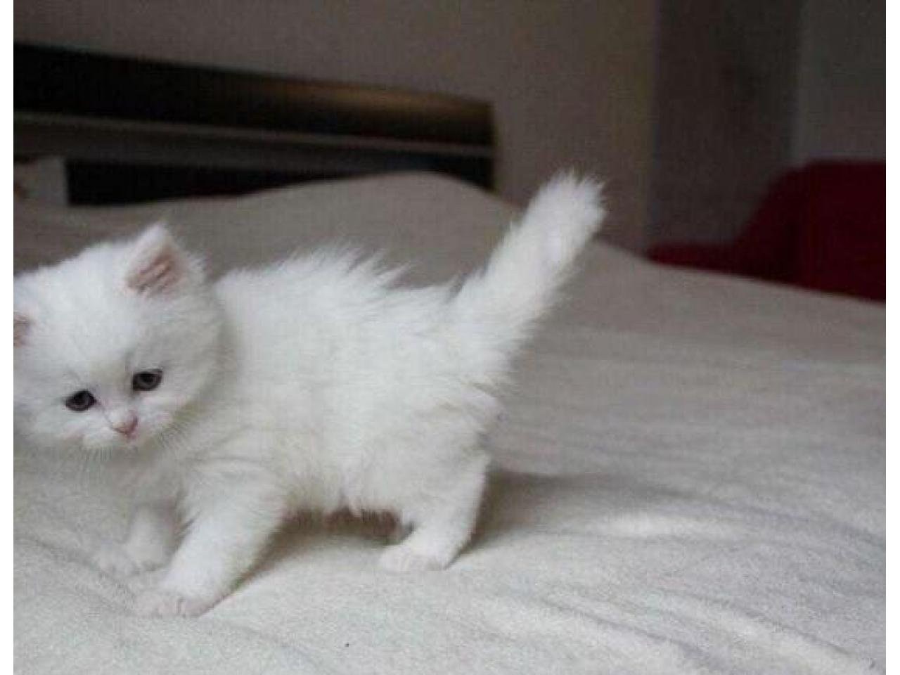 Сибирский белый кот [77 фото]
