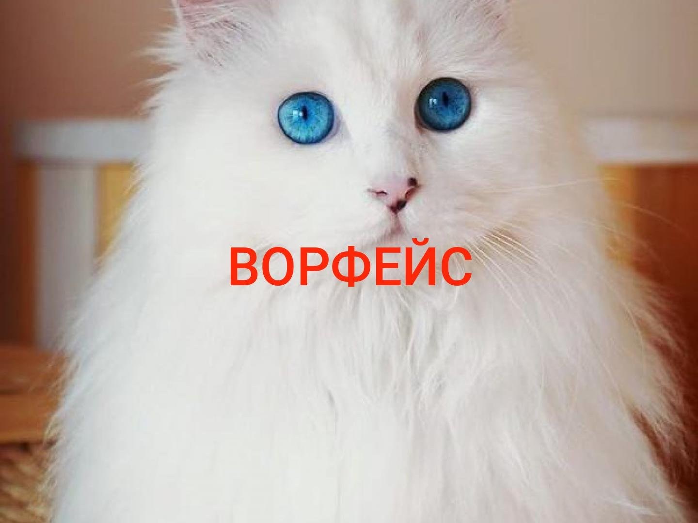 сибирская белая кошка фото