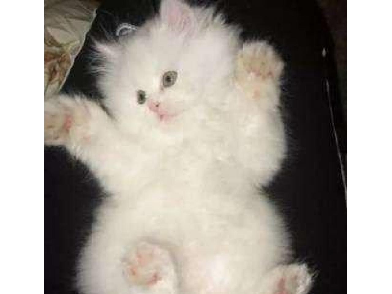 Котята в добрые пушистые. Сибирская ангорская кошка. Белый пушистый котенок. Сибирские котята белые. Маленькие котята пушистые.