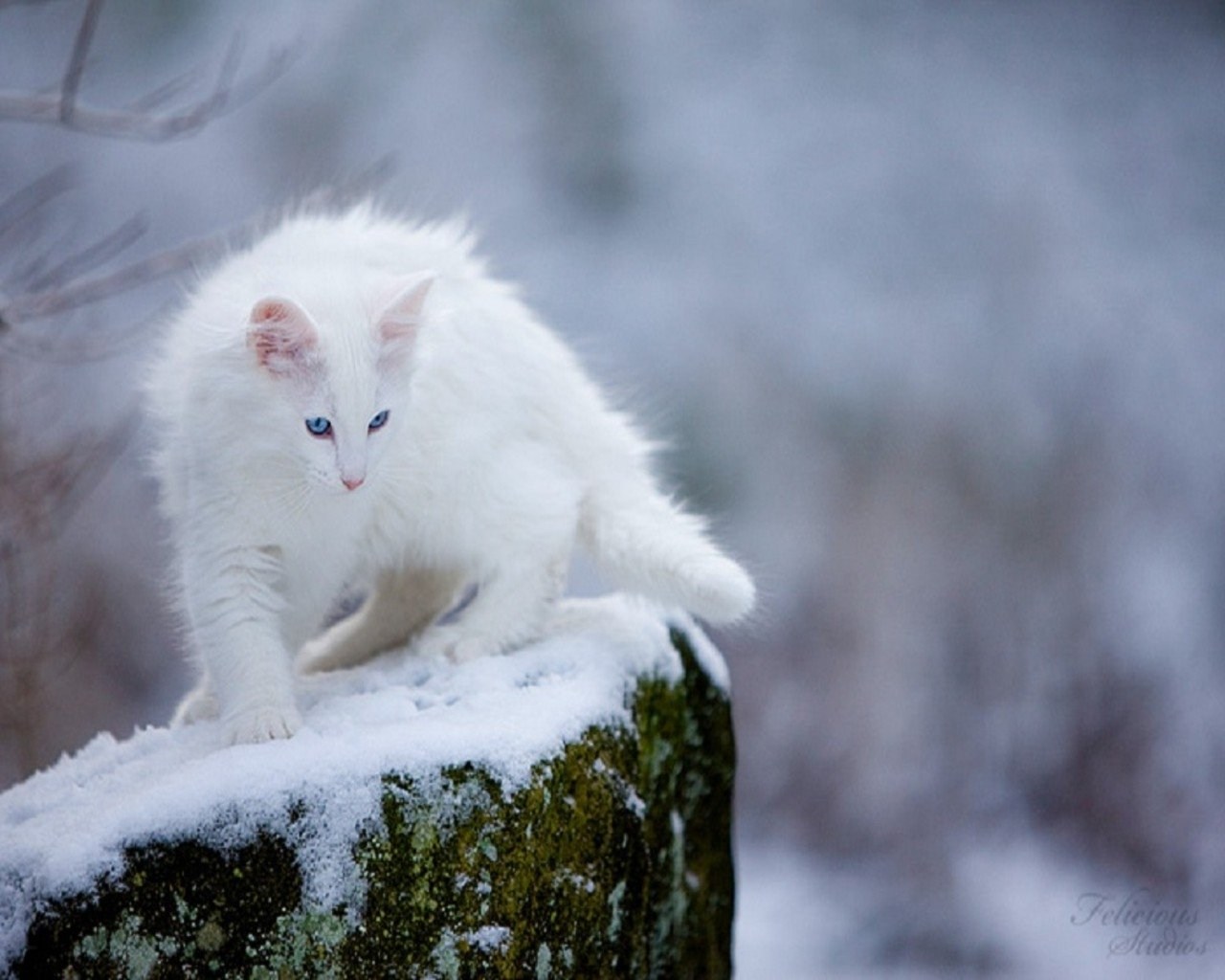 Сугроб с глазами. Сибирский кот белый. Норвежская Лесная кошка белая. Аляскинский снежный кот. Сибирская Лесная кошка белая.