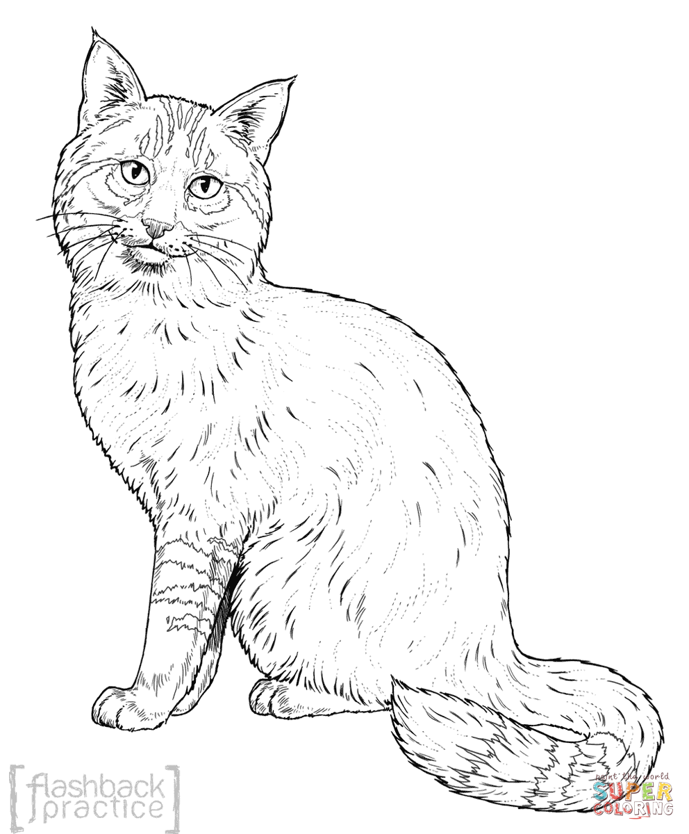 Лесной кот раскраска