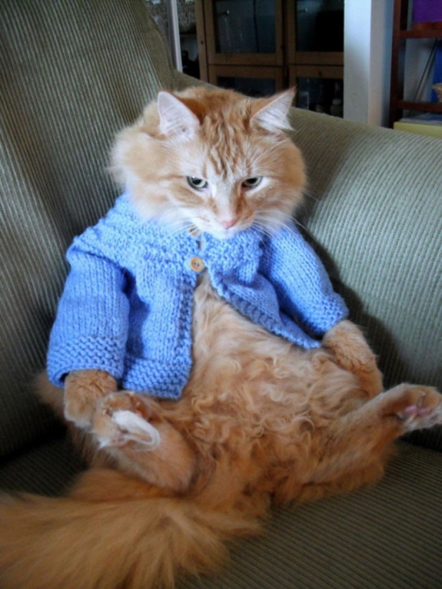 Толстый кот в свитере