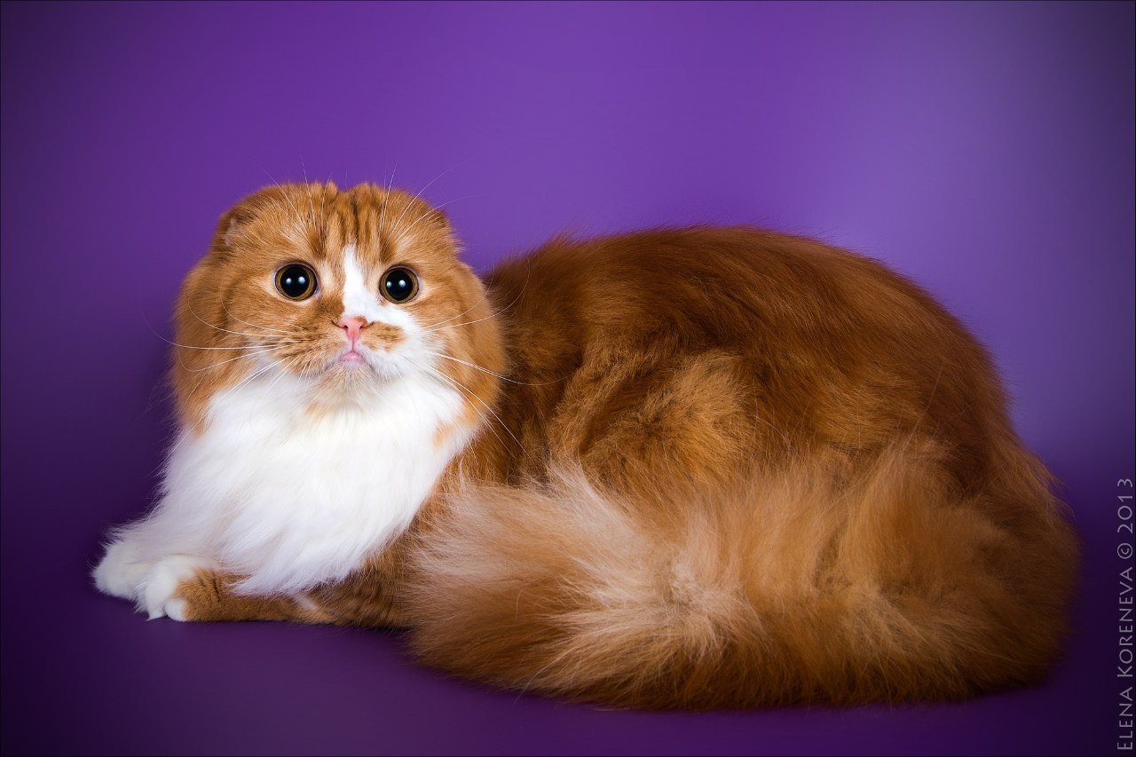 Шотландская вислоухая кошка рыжая длинношерстная - картинки и фото koshka .top