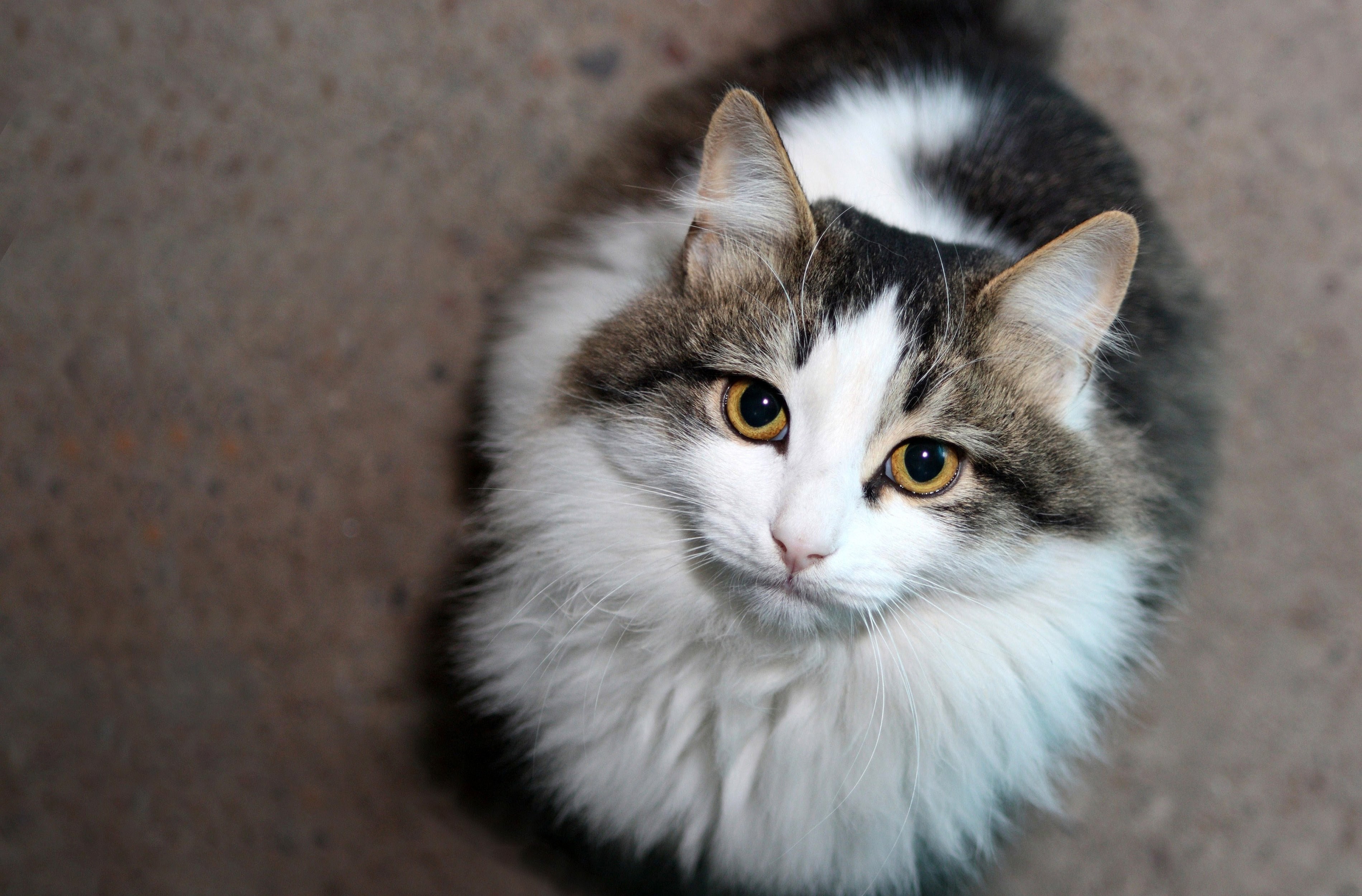 Кошка бело серого цвета. Сибирский кот серо белый. Беспородная кошка серо белая. Беспородная длинношерстная кошка. Серо белая кошка.