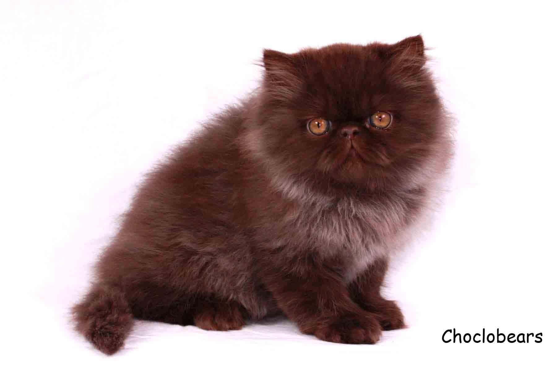 Шоколадная персидская кошка. Персидский экзот шоколадный. Кошка перс экзот. Шоколадный британец экзот. Перс экзот черепаховый окрас.