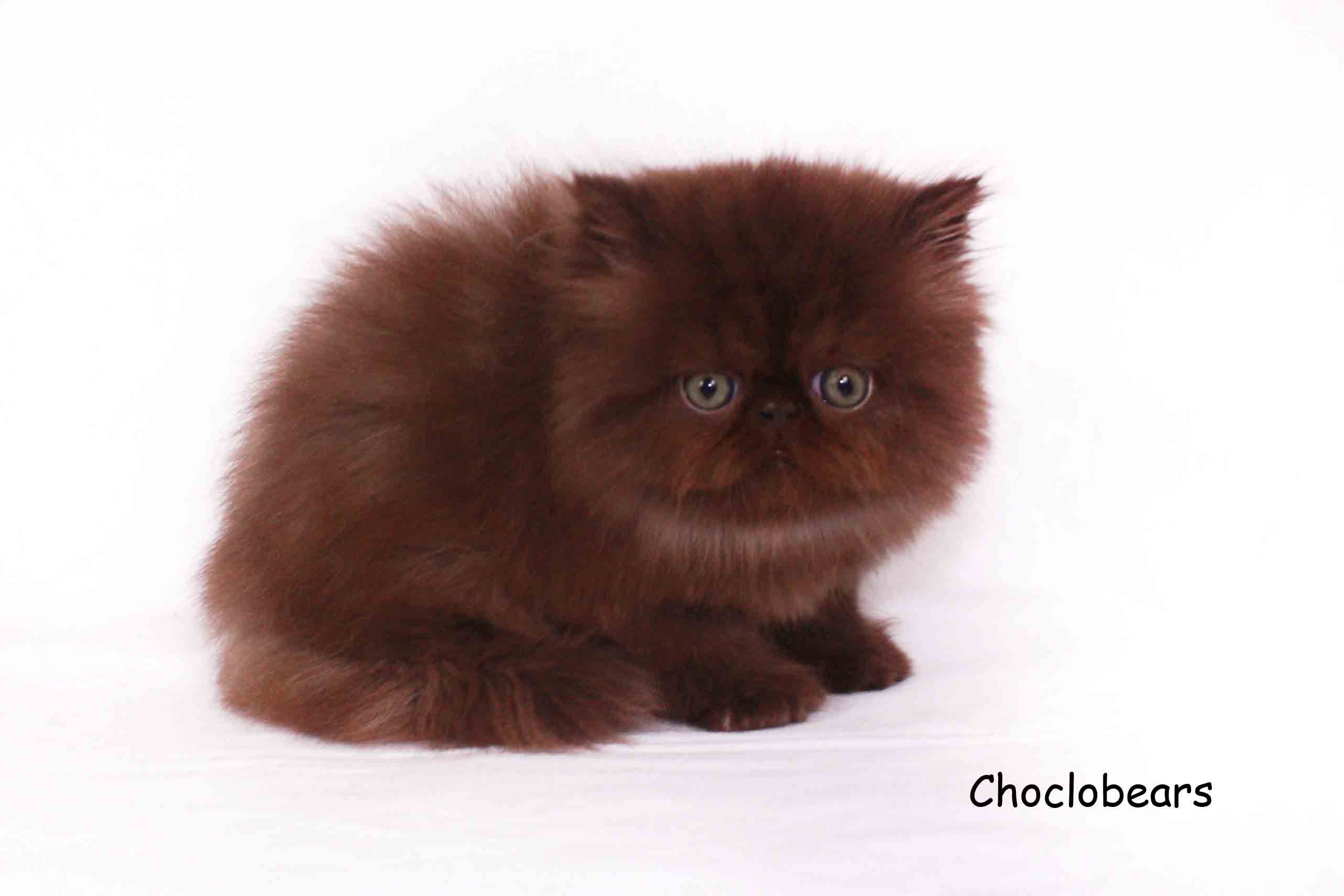 Шоколадная персидская кошка. Гималайский экзот. Шоколадный британец экзот. Персидский экзот шоколадный. Кошка перс экзот.