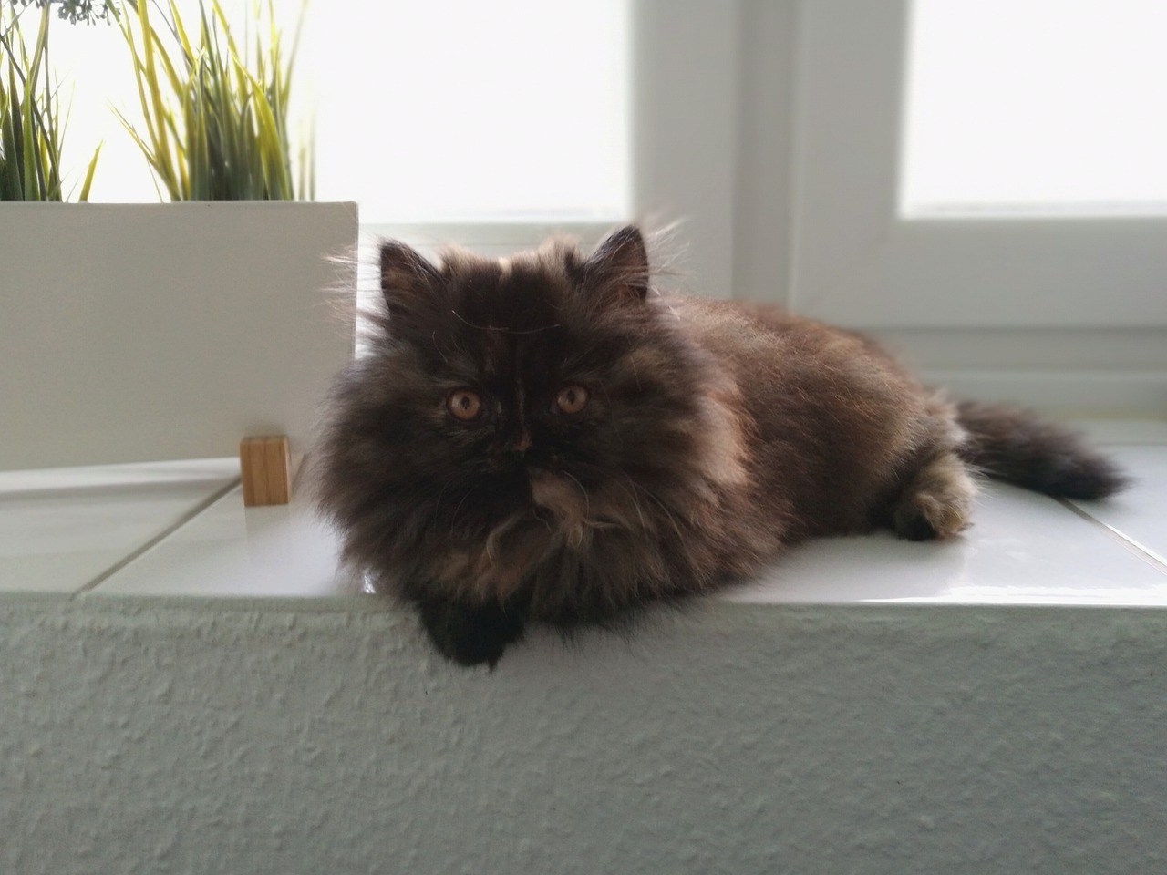 Персидская кошка черная. Смесь персидской и сибирской кошки. От персидской кошки с шоколадной окраской