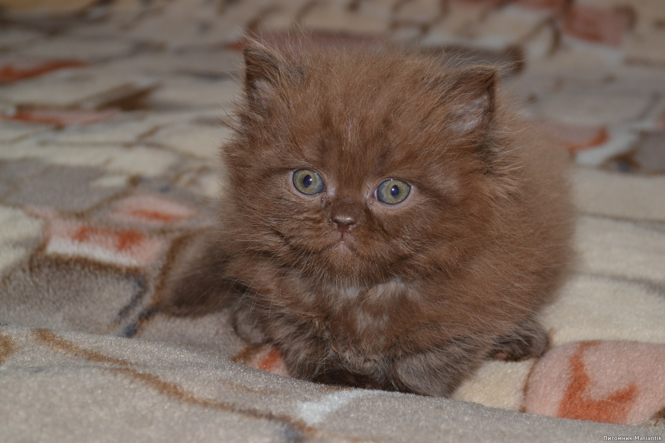 Шоколадная персидская кошка. Перс шоколадный окрас. Шоколадная Персидская. Персидский кот шоколадного цвета. Большой персидский кот шоколадный.