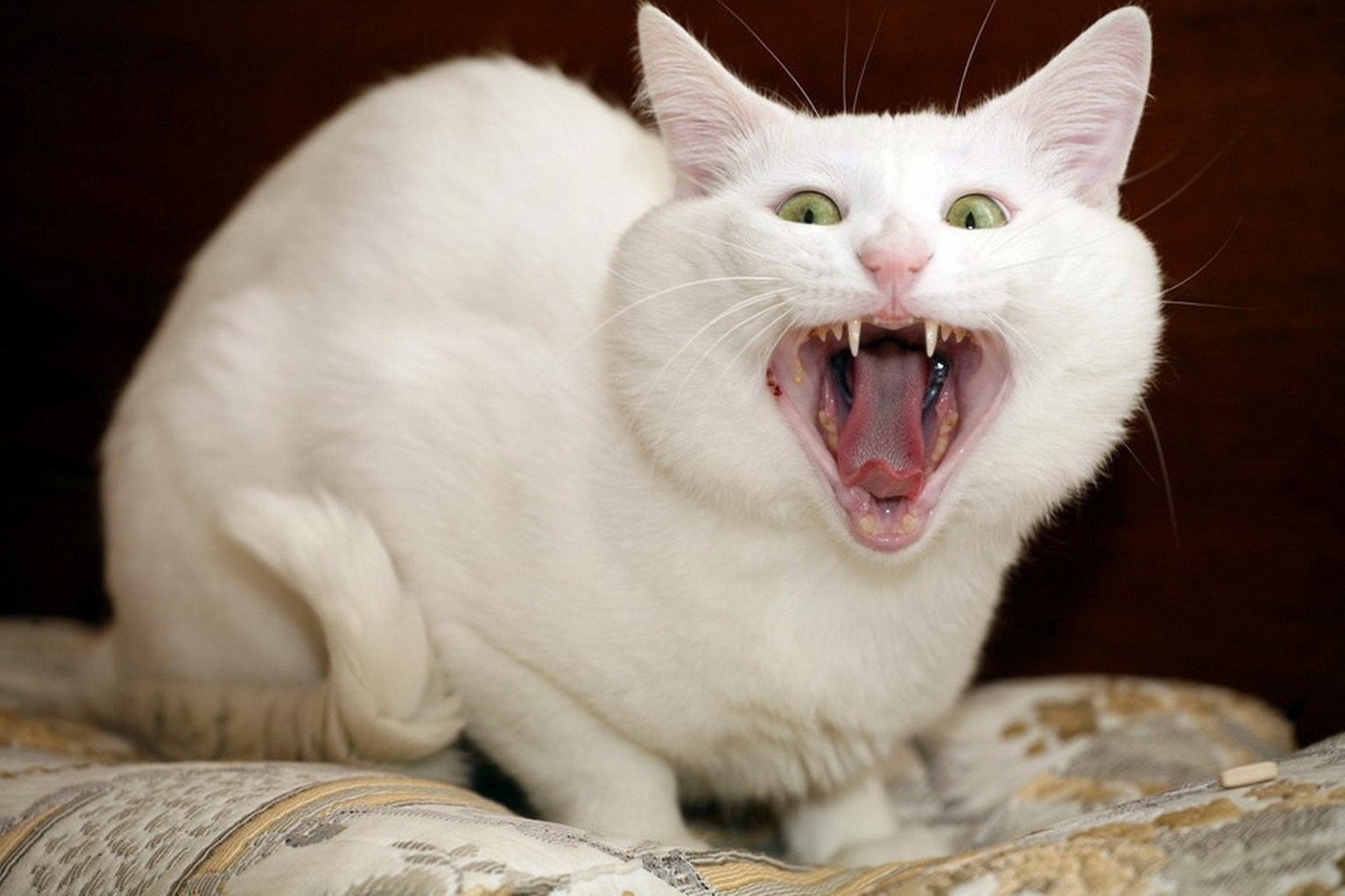 Кошка смотрит и мяукает. Смешные кошки. Котик с открытым ртом. Смешная белая кошка. Орущие коты.