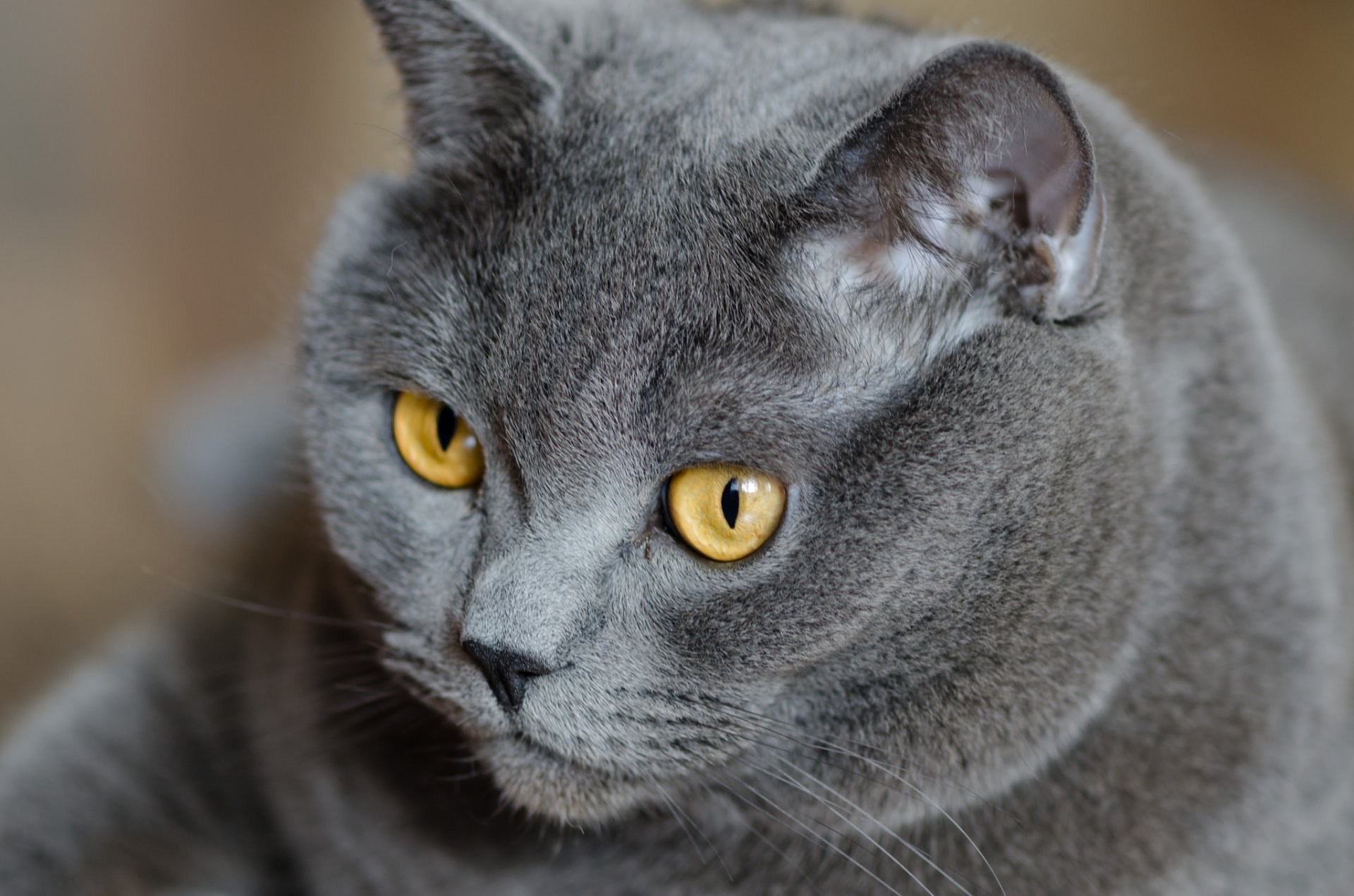 Серые коты с желтыми глазами - картинки и фото koshka.top