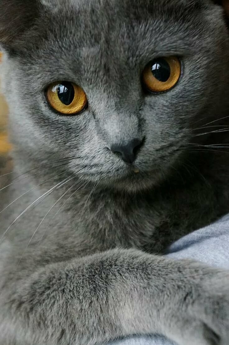 Серые коты с желтыми глазами - картинки и фото koshka.top