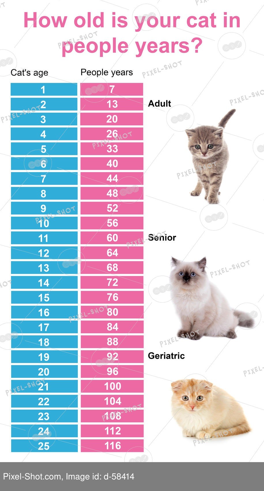Мерка возраста кошек - картинки и фото koshka.top
