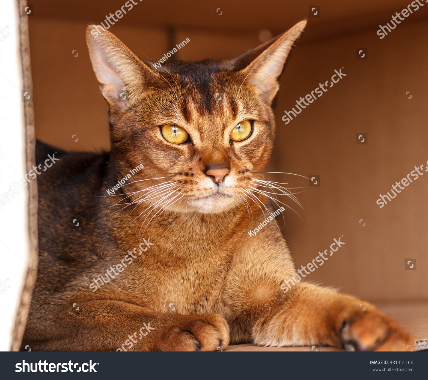 Абиссинская кошка Breed