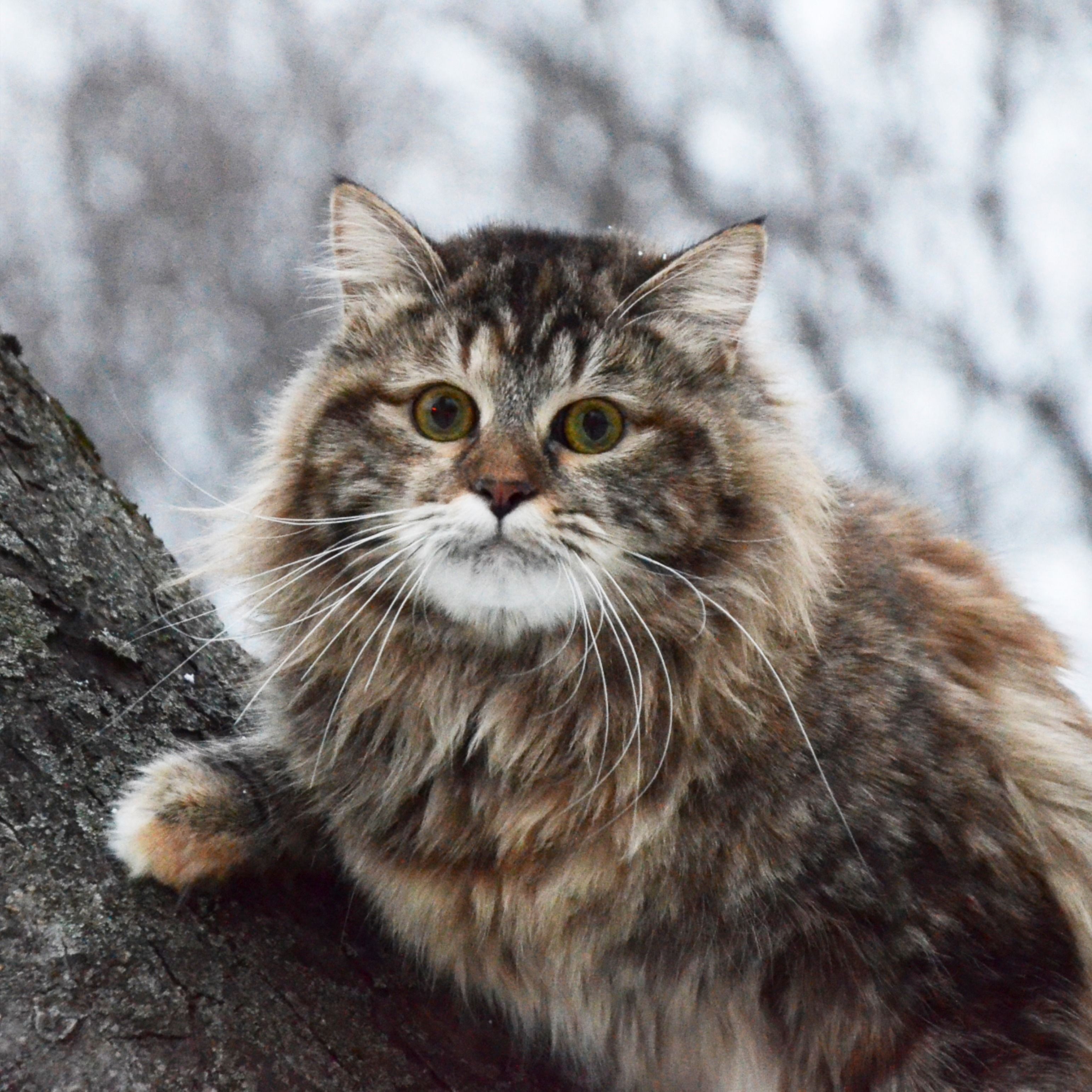 Сибирская фотография. Сибирская кошка. Сибирский кот Уссури. Сибирская Лесная кошка короткошерстная. Норвежская Лесная кошка короткошерстная.