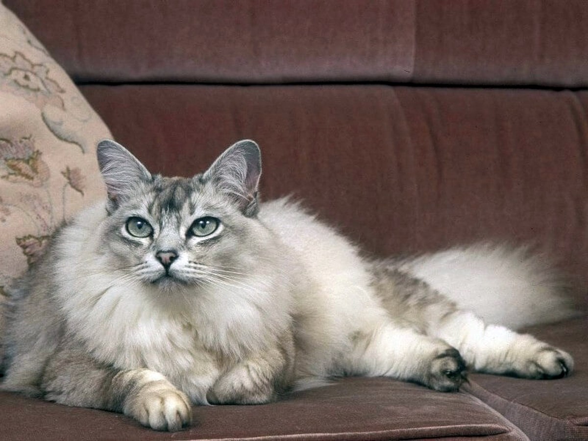 Тиффани кошка. Шантильи-Тиффани порода. Порода кошек Тиффани. Коты шантильи Тиффани. Бурмилла длинношерстная.