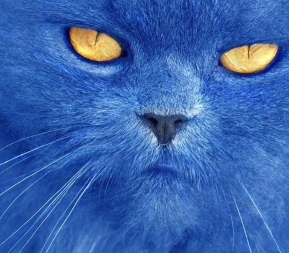 Кот с синей шерстью
