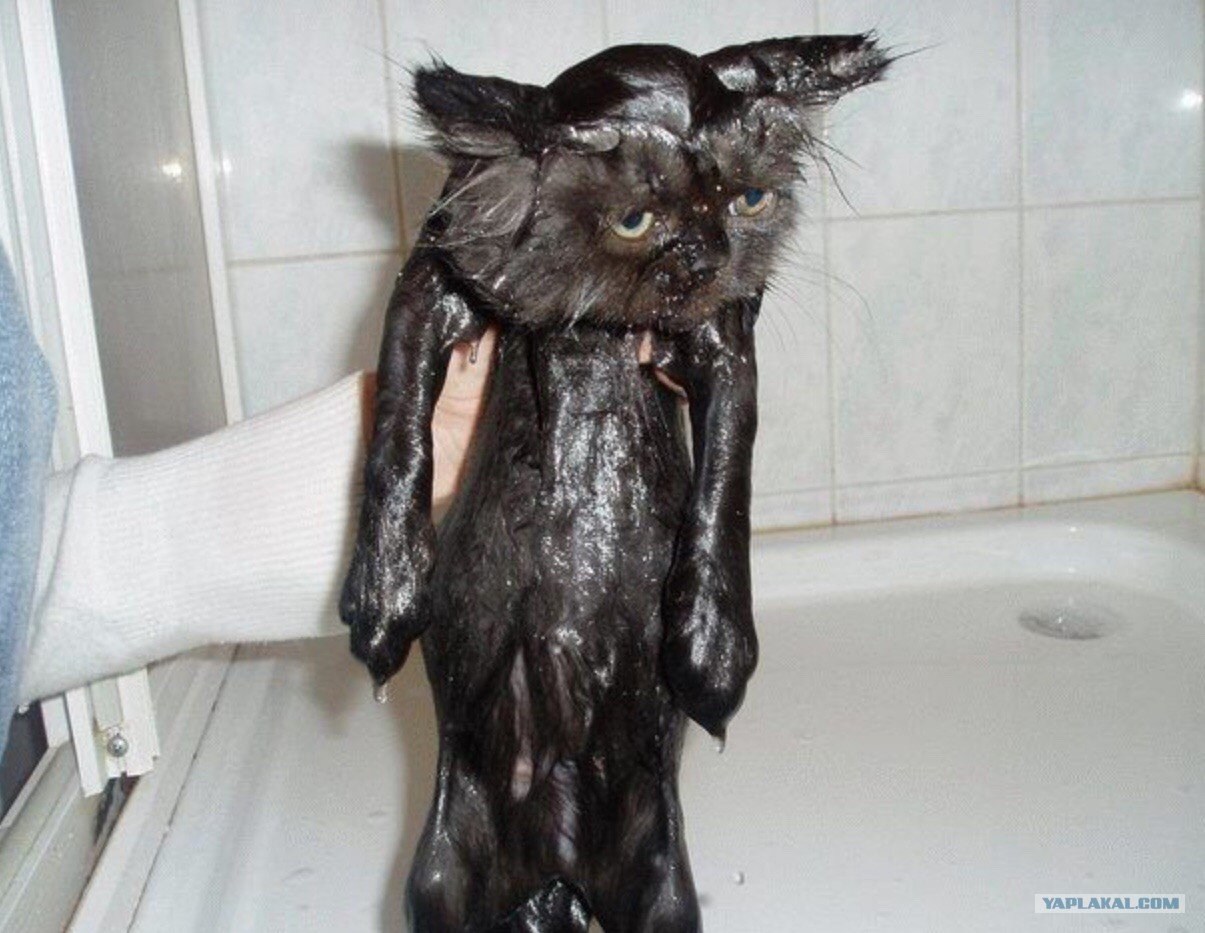 Кот после купания. Мокрая кошка. Мокрые коты. Мокрый облезлый кот. Смешной мокрый кот.