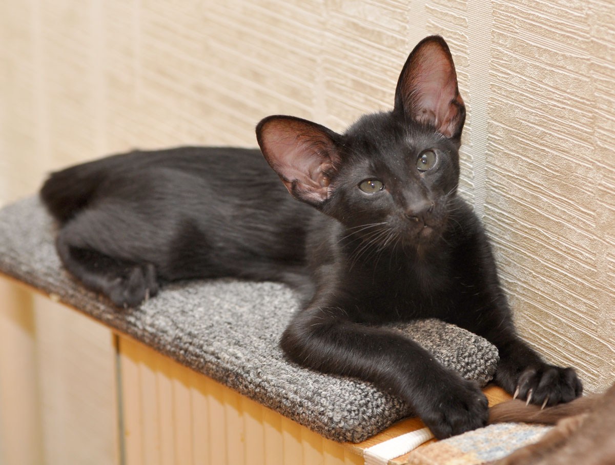 Окрасы ориентальной породы. Ориентальная кошка. Ориентальная кошка котята. Черный ориентальный кот. Дымчатый ориентальный кот.