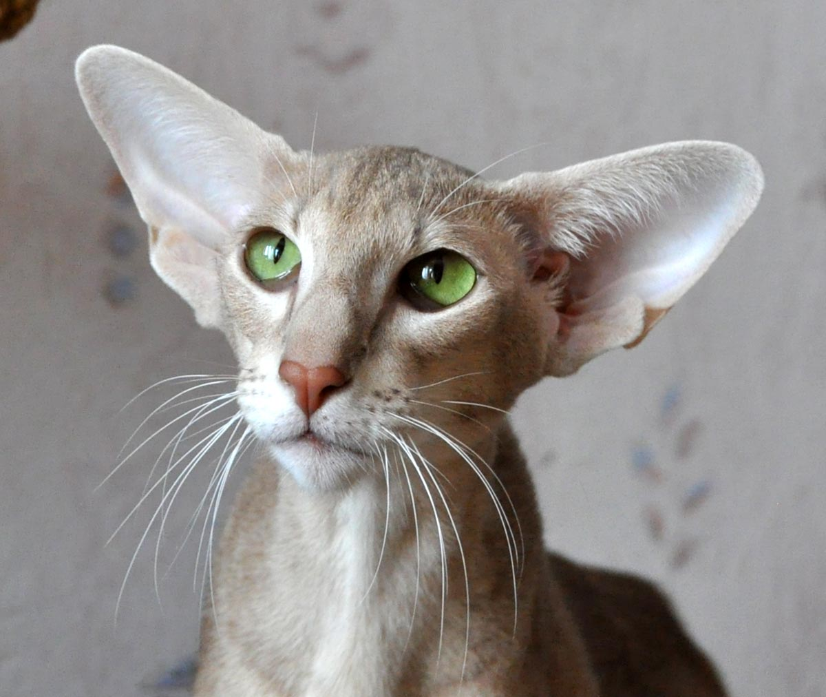 Порода кошек с длинным носом - картинки и фото koshka.top
