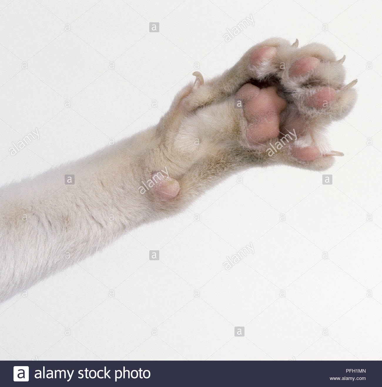 Пальцы у кошек на передних лапах - картинки и фото koshka.top