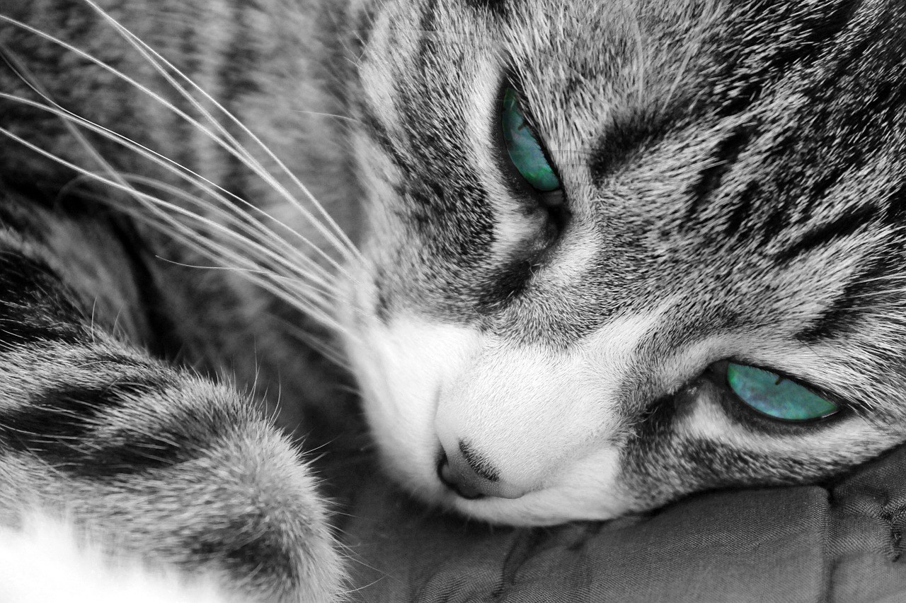 Полосатый кот с голубыми глазами