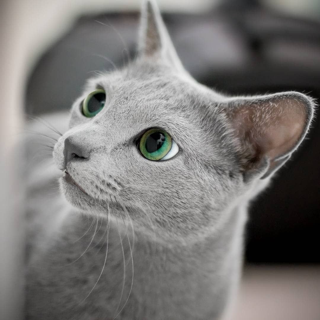 Серые котята с голубыми глазами