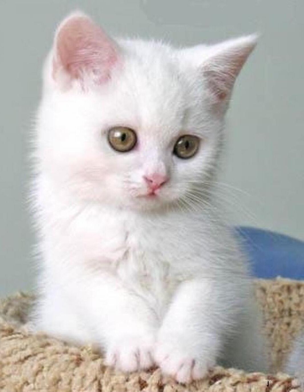 Фотки мурздей. Беленький котенок. Белый котик. Маленький Беленький котенок. Кошка белая.
