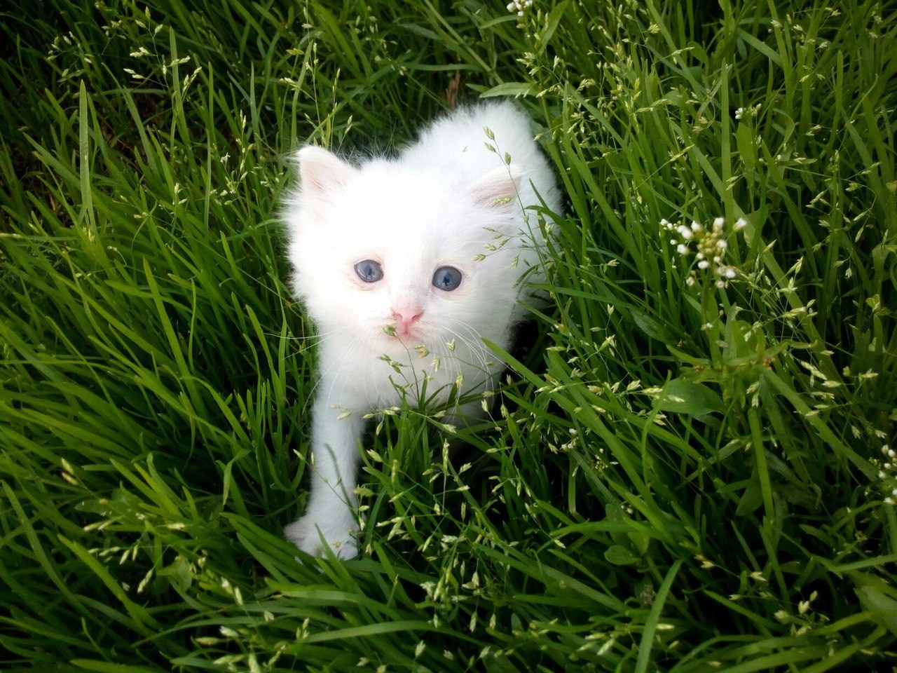 Картинки белых котят. Белый котенок. Милые белые котята. Фотографии белых котят. Чисто белый котенок.