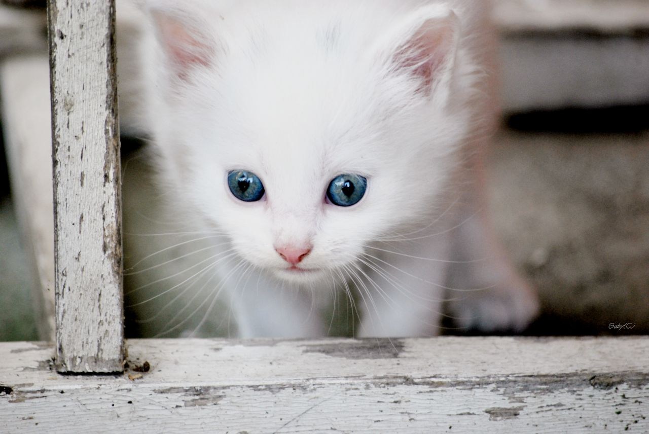 Фото белого котенка маленького