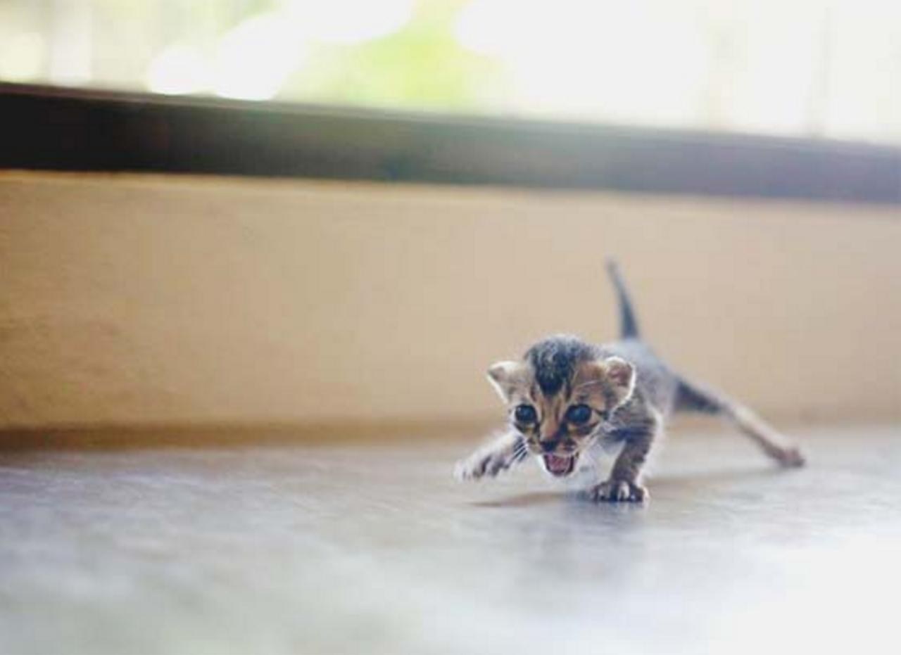 маленького котенка в мире фото