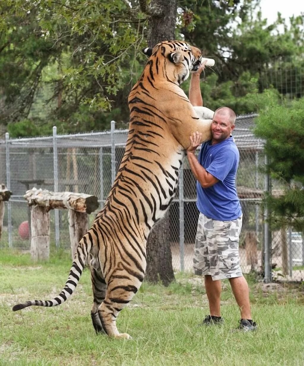 Высота тигра - картинки и фото koshka.top