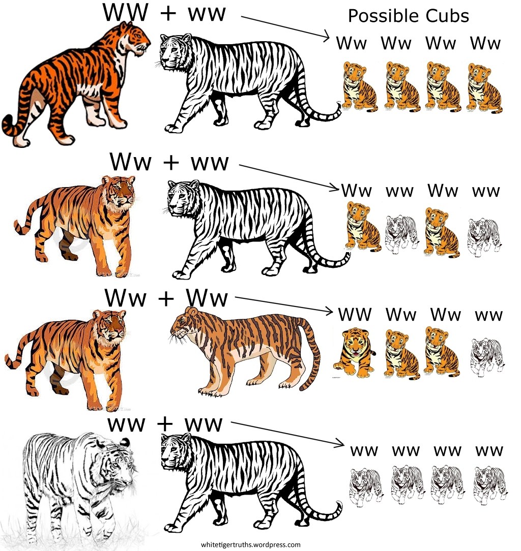 Названия видов тигров. Бенгальский и Амурский подвиды тигра. Амурский тигр и бенгальский тигр. Амурский тигр и бенгальский тигр сравнение. Амурский тигр Размеры.