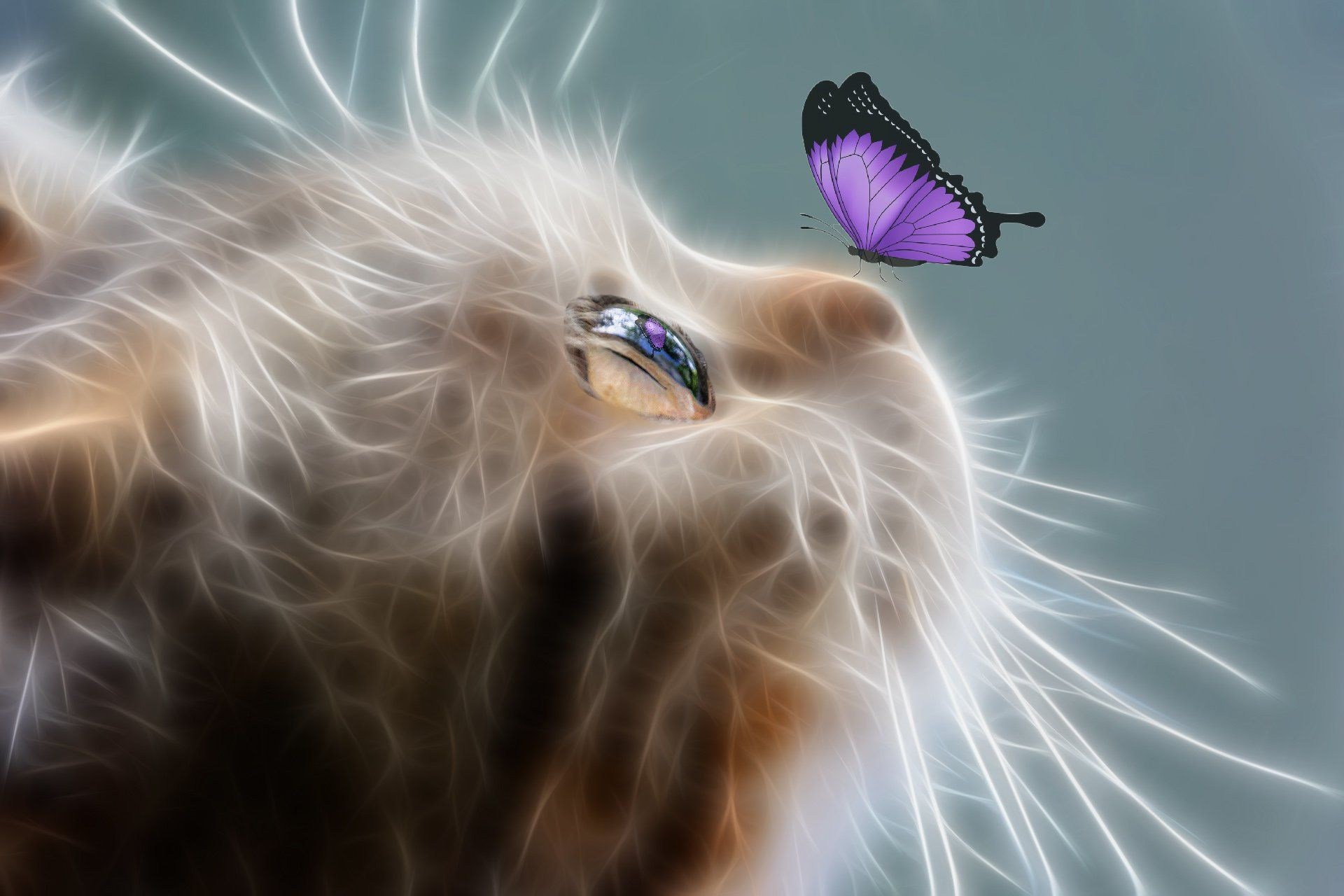 Арт кошка с бабочкой