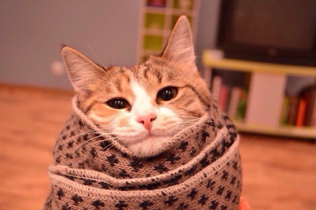 котик в шарфике картинки