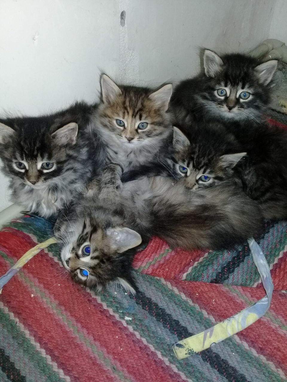 Котята сибирской кошки 1.5 месяца