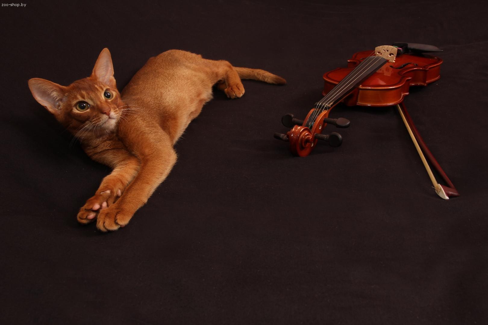 Абиссинский кот и рояль