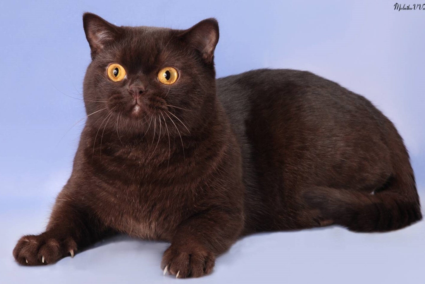 Британская шоколадная кошка - картинки и фото koshka.top