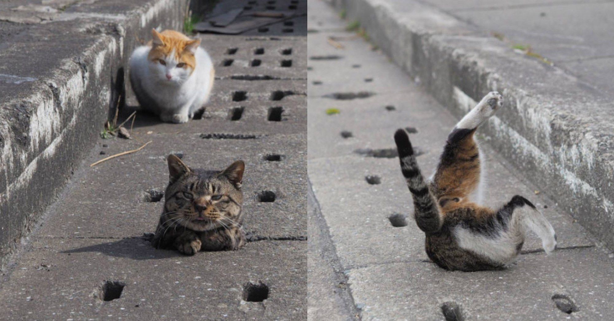 Кидать кошку. Бездомные кошки. Кот на улице. Котенок на улице. Бродячий кот на улице.