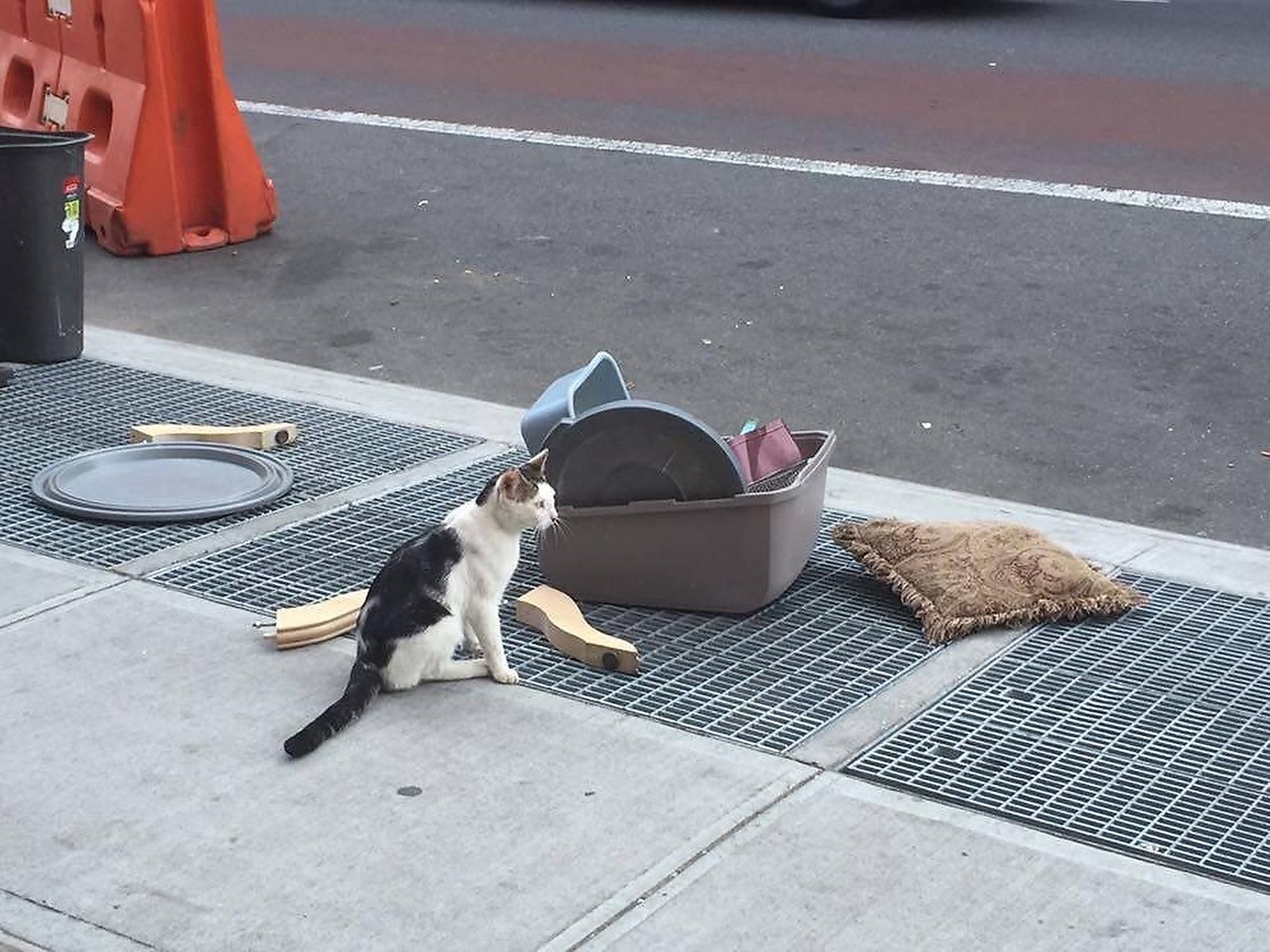 Кошки когда можно на улицу. Выброшенные животные на улицу. Выбрасывают животных на улицу. Кот на улице. Котята выброшенные на улицу.