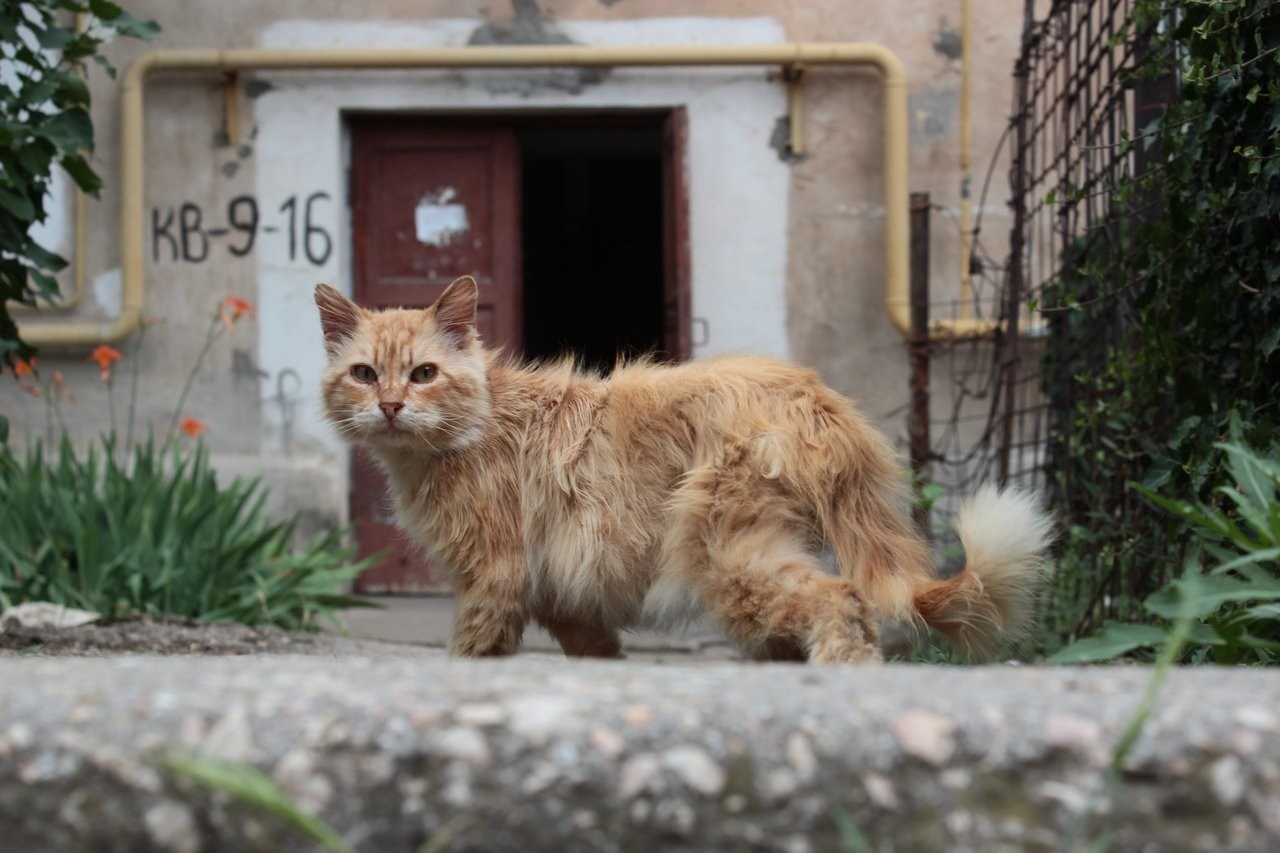 Подобрала кошку улицы. Уличная кошка. Бездомные кошки. Бездомный кот на улице. Котик на улице.
