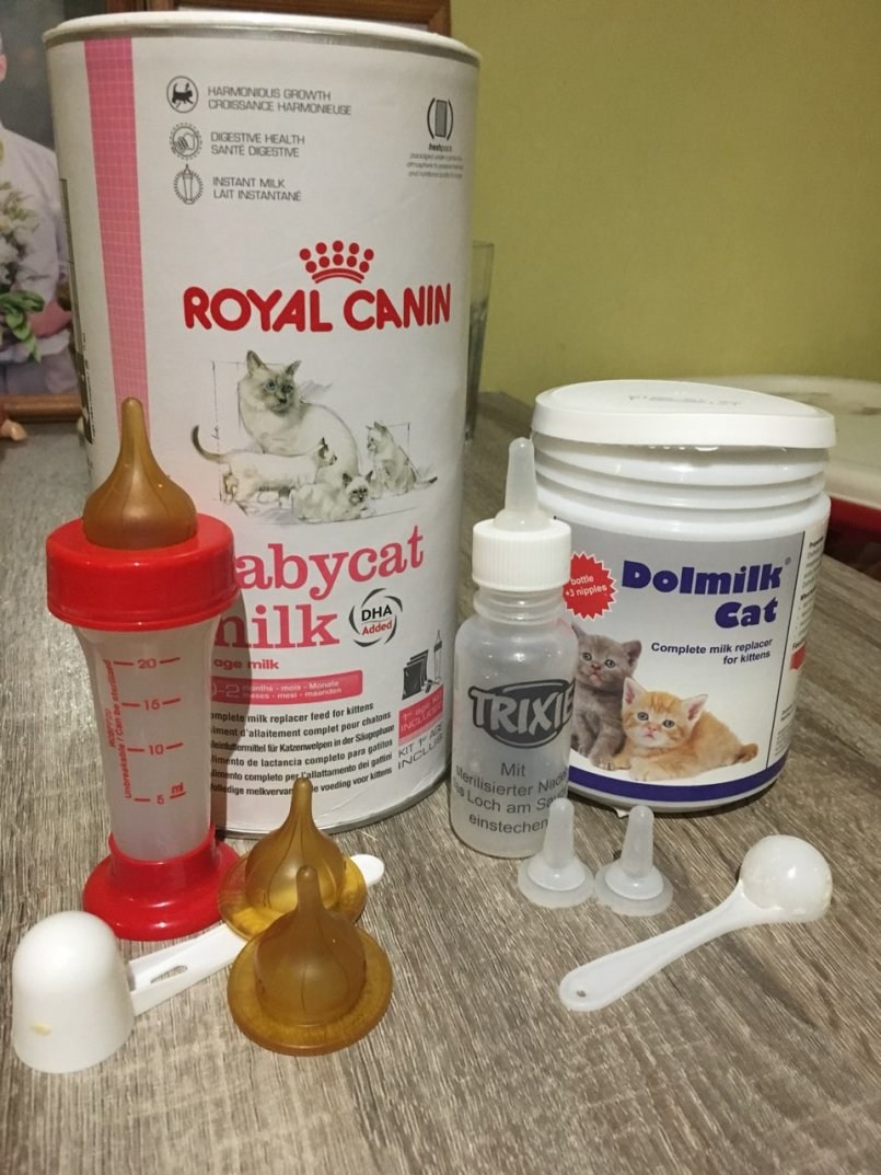 Смесь для щенков. Заменитель кошачьего молока Роял Канин. Royal Canin смесь для новорожденных котят. Смесь для котят новорожденных Роял Канин. Royal Canin заменитель кошачьего молока для котят.