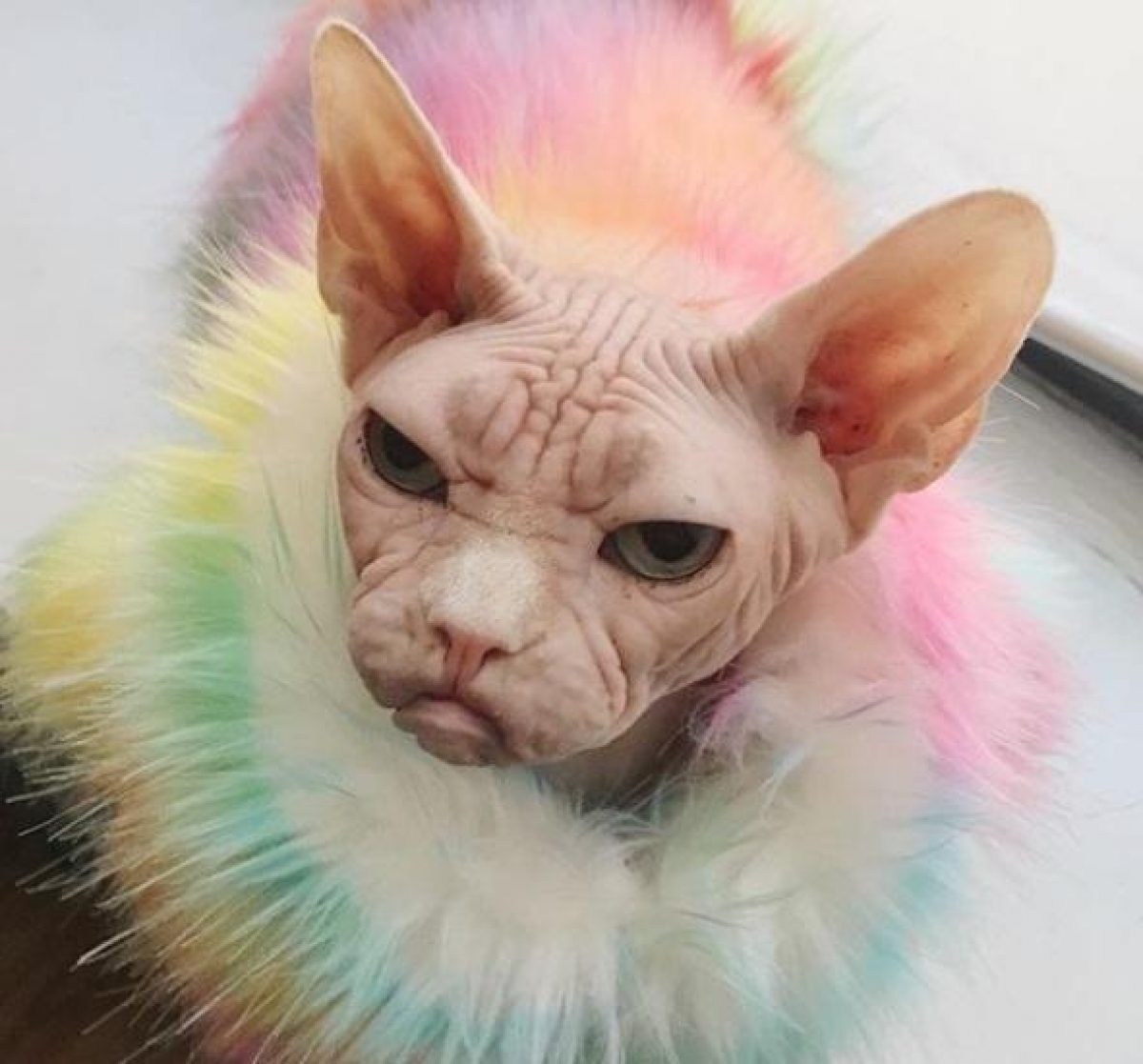 Лысая кошка в парике